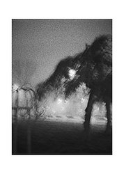 albero elefante piazza Leonardo con occhio luminoso.jpg