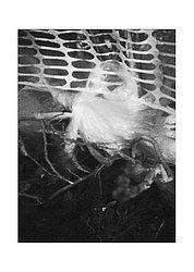 fantasma piovra Cologno.jpg