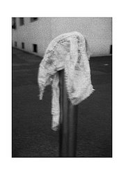 testa elefante bianco via vallazze - Copia.jpg
